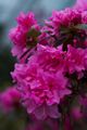 Rhododendron dauricum Staccato-2 Różanecznik